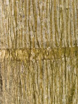 Palm Tree Bark Texture with Vertical Natural Patterns 库存照片