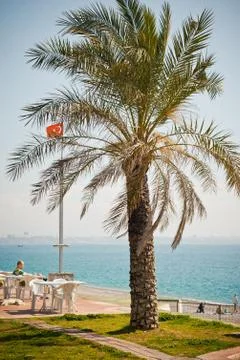 Palm tree on the beach 8341. Stock Photos
