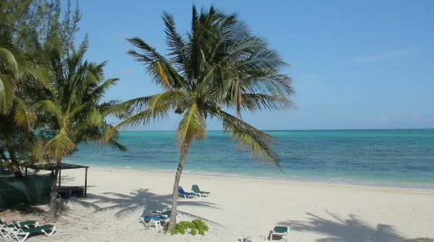 Palm tree with beach and ocean Stock Footage 719794