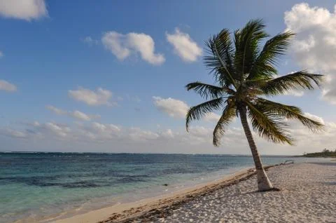 Palm tree with beach and sand Foto stock