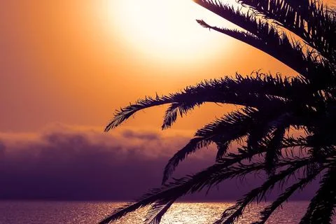 Palm tree  at a beach on the background of a beautiful red sunset and bright  Stock Photos