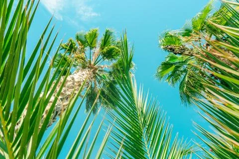 Palm tree beach background, summertime travel Stock Photos