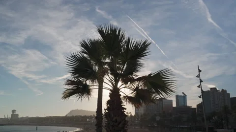 Palm Tree On The Beach Of Barcelona Stock Footage 262556673