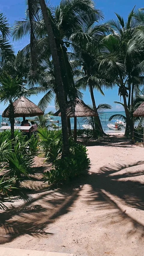 Palm tree on the beach, beach, palm, sea, ocean, tree, tropical, 스톡 동영상 252297847