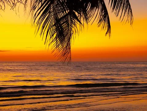 Palm tree on beach beautiful sunset Orange color on nature background. Stock Photos