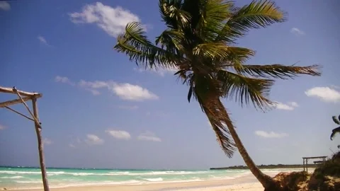 Palm tree on a beach with branches moving by the wind of the Caribbeans Stock Footage 139597533
