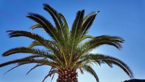 Palm tree on the beach with bright sun and blue sky on the background, 4K Stock Footage 263369980