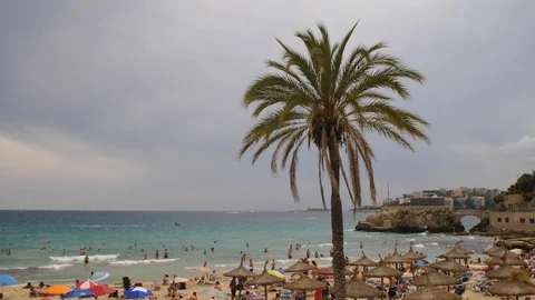 Palm tree at the beach in Cala Major, Ma... | Stock Video | Pond5