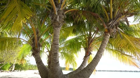 Palm tree on the beach. Caribbean beach background. Sunny tropical beach. Hot Stock Footage 177041699