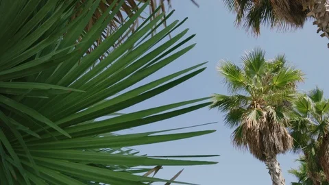 Palm Tree on the Beach of Civitavecchia ... | Stock Video | Pond5