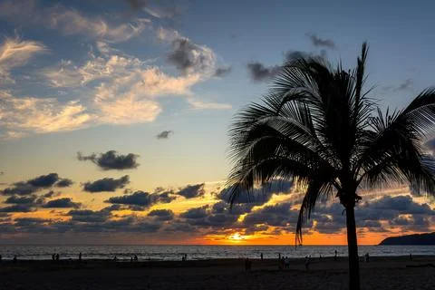 Palm tree on the beach during sunset with space for text Stock Photos