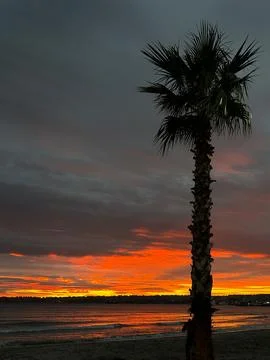 A palm tree on the beach during sunset with vivid orange clouds over the ho.. Stock Photos