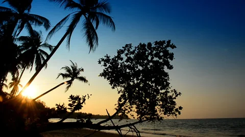 The palm tree at beach in evening Stock Footage 35788156
