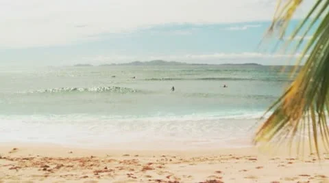 Palm tree on beach Stock Footage 8988708