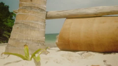 Palm tree on beach Stock Footage 11335603