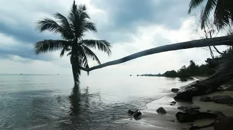 Palm tree on a beach Video stock 21226197