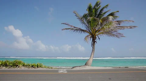 Palm Tree on a Beach Stock Footage 34506475