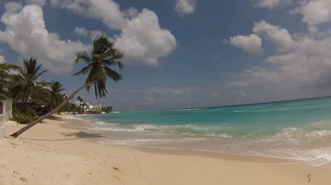 Palm tree on the beach Stock Footage 39395349