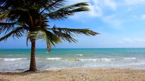 Palm tree at the beach Stock Footage 45878122