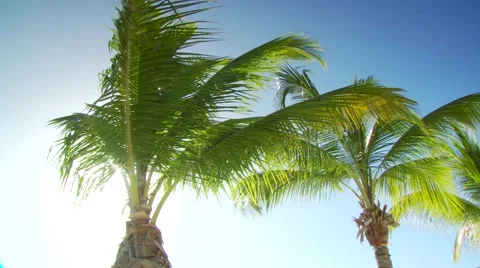 Palm tree on beach Stock Footage 60691014
