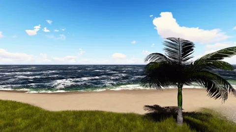 Palm Tree on the beach Stock Footage 63255166