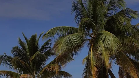 Palm tree, beach Stock Footage 78016370