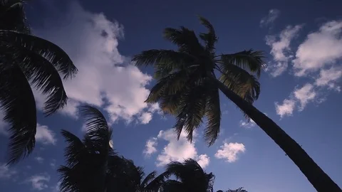 Palm tree, beach 스톡 동영상 78020615