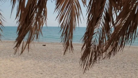 Palm tree on the beach 스톡 동영상 87613717
