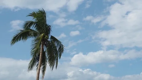 Palm tree on the beach Video stock 91159729