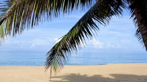 Palm tree on the beach Vidéo 118570155