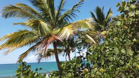Palm tree, beach Vidéo 134108860