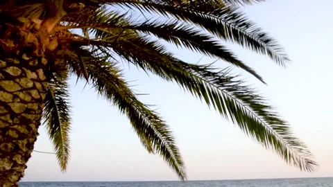 Palm tree in a beach Video stock 137034821