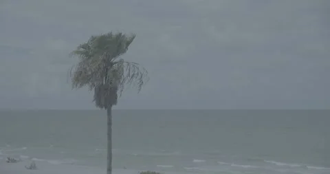 Palm Tree on The Beach Stock Footage 248438126