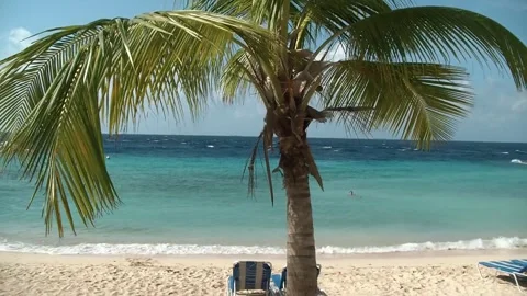 Palm tree on the beach Stock Footage 257019068