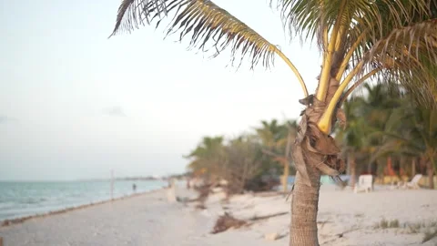 PALM TREE IN BEACH Vidéo 300043868