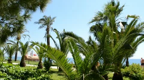 Palm tree, beach, hotel.Turkey. Stock-Footage 11208034