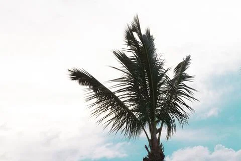 Palm tree on the beach of Jericoacoara. Stock-Fotos