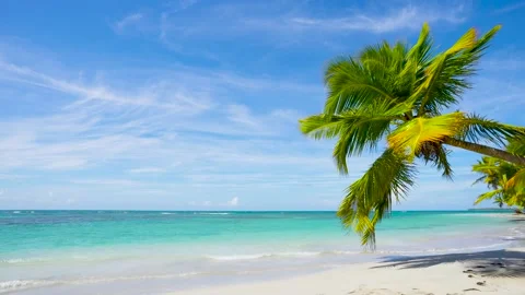 Palm tree on the beach landscape. Cuba beach, summer sunny vacation on the sea. Vidéo 138453400