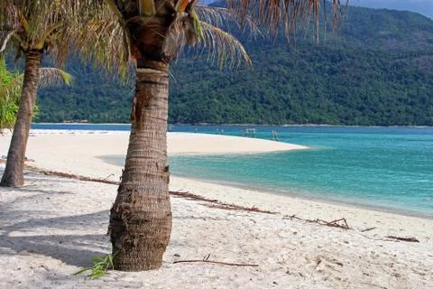 Palm tree on the beach with mountain behind Stock Photos