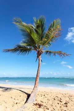 Palm tree on the beach Stock Photos