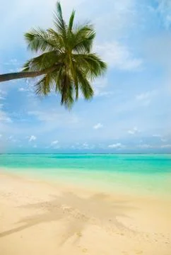 Palm tree on the beach Stock Photos