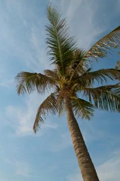 Palm tree on the beach Stock Photos