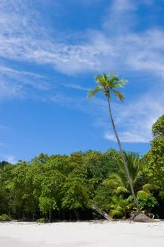 Palm tree at the beach Stock Photos