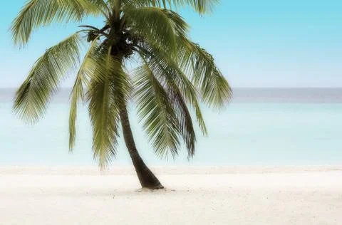 Palm Tree on a Beach Stock Photos