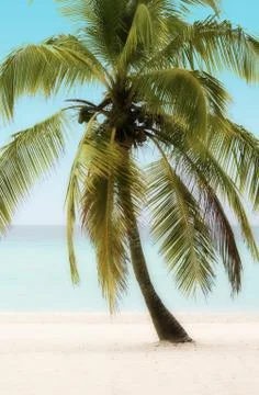 Palm Tree on a Beach Stock Photos