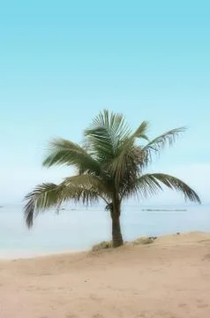 Palm Tree on a Beach Stock Photos
