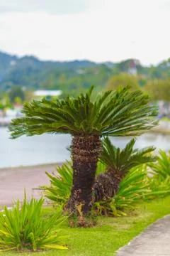 Palm tree on the beach Foto stock
