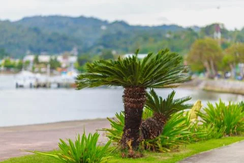 Palm tree on the beach Stock Photos