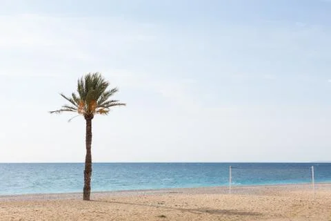 Palm tree on the beach Stock Photos