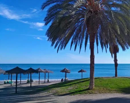 Palm tree on the beach Stock Photos